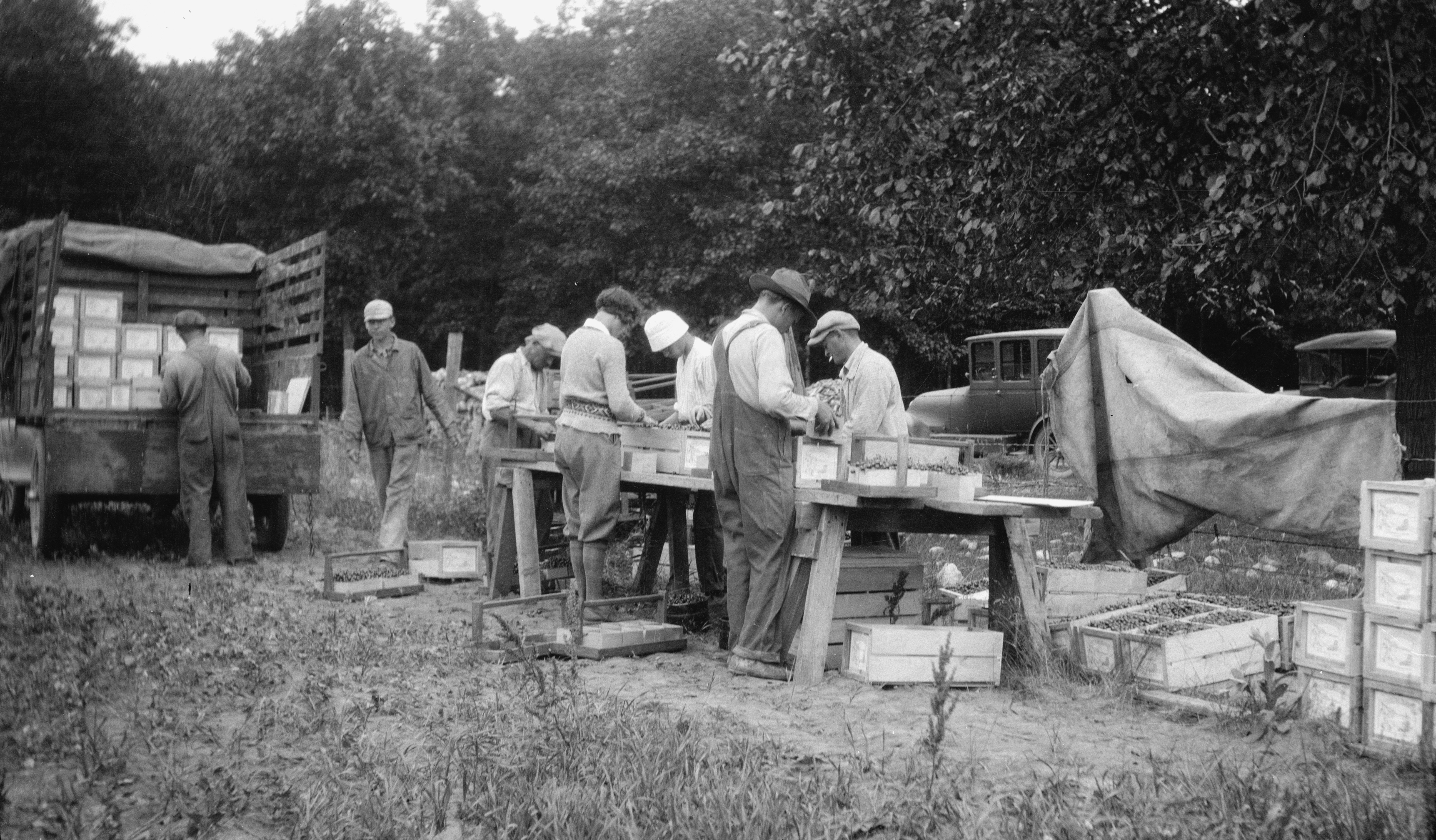 Packing cherries for shipment in 1924. Image courtesy of the Wisconsin Historical Society. Image ID: 93324.