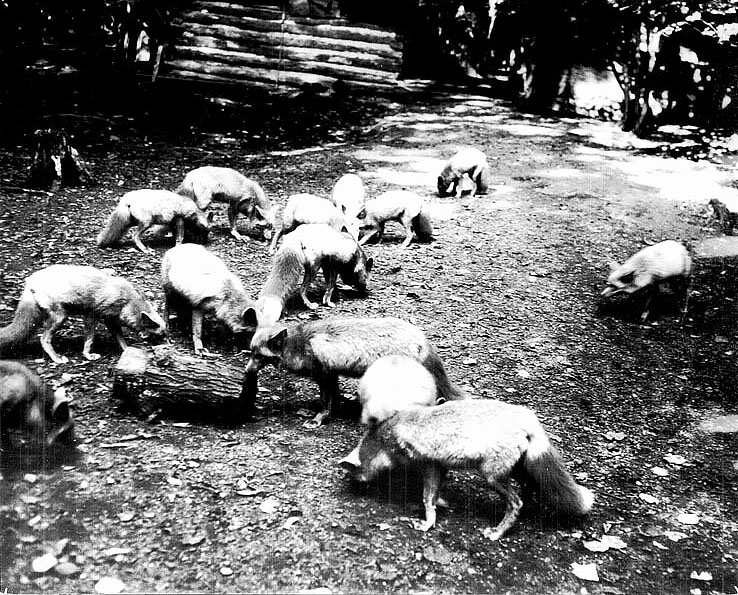 Captive foxes on a pelting range. Date unknown. Photograph courtesy of the Marathon County Historical Society.