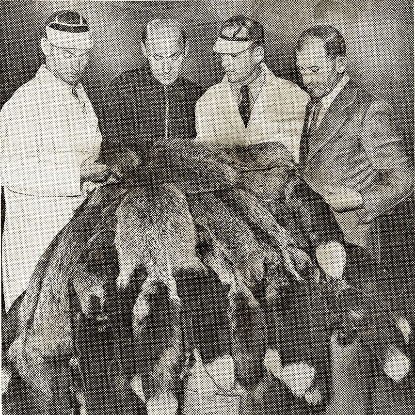 The four Fromm brothers, L-R: John, Henry, Edward, and Walter, 1937. This image was part of a series of photos featured in newspaper ads that ran across the United States introducing the Fromms to fur buyers. Image courtesy of the Marathon County Historical Society.