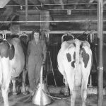 A woman runs the milking operation at the G.L. Hamon dairy farm, Juda, Wisconsin, circa 1929. Image courtesy of Wisconsin Historical Society. (Image ID 24439)