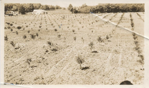 Newly planted trees at the Fardig Orchard in Ephraim, WI, c. 1930. Photo courtesy of the Ephraim Historical Foundation.