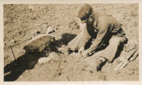 John Fridlund sets the dynamite for a new cherry tree planting at the Fardig Orchard in Ephraim, WI, c. 1930. Photo courtesy of the Ephraim Historical Foundation.