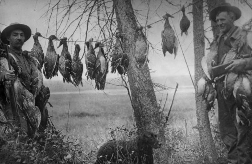 A black and white photo showing two men standing beside a line of ducks they have killed.